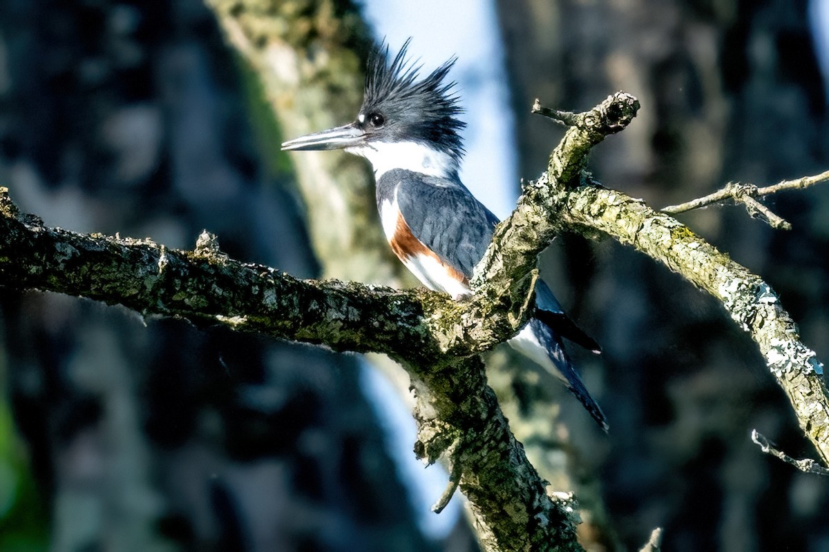 Belted Kingfisher - ML619501469