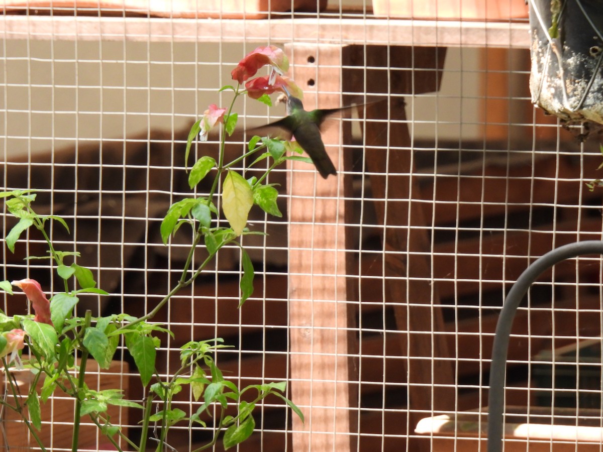 Azure-crowned Hummingbird - ML619501480