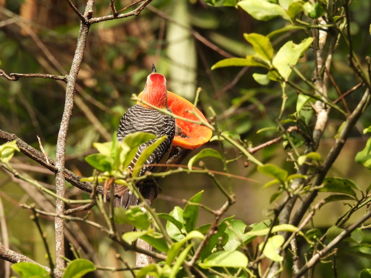 Golden-fronted Woodpecker - ML619501484