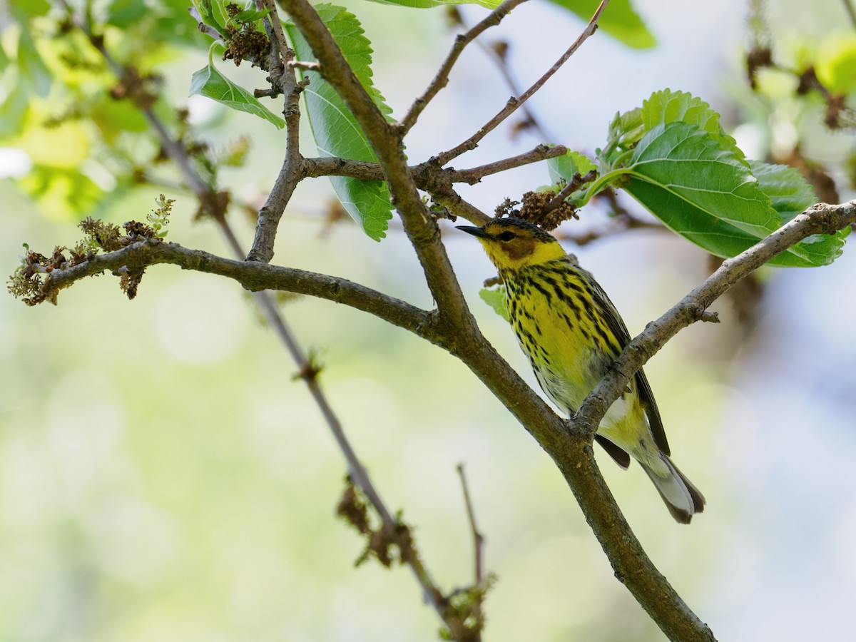 Cape May Warbler - ML619501505