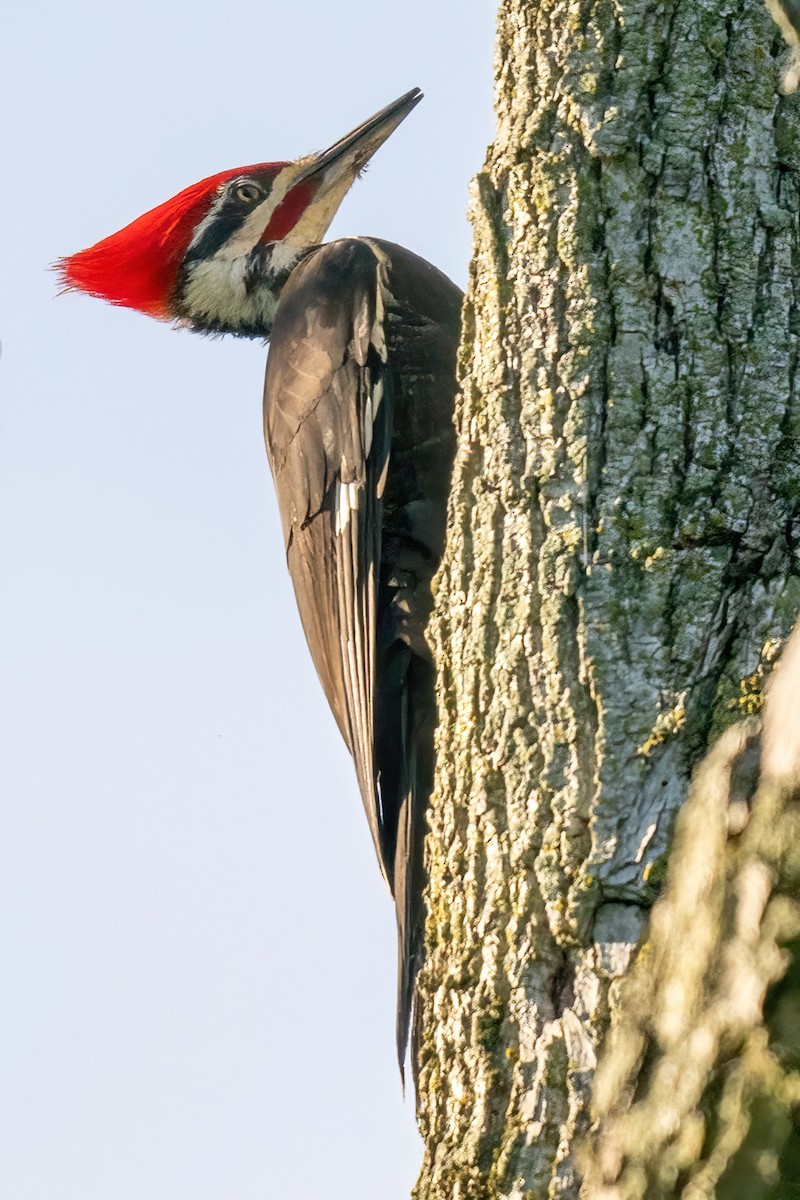 Pileated Woodpecker - ML619501521