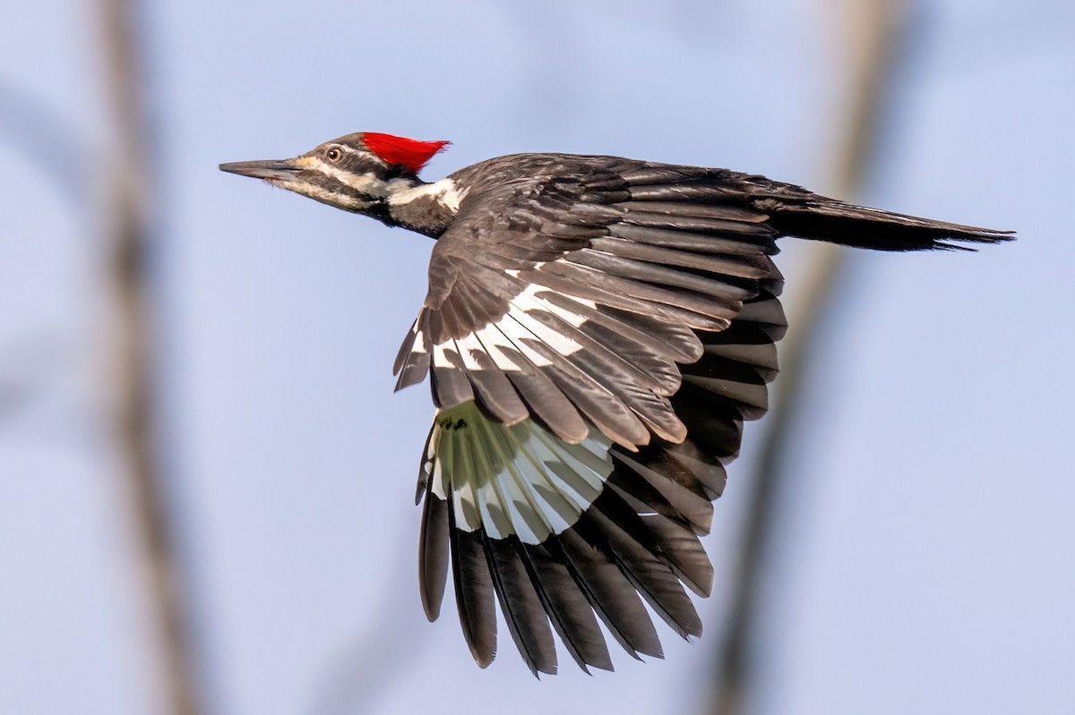 Pileated Woodpecker - ML619501522