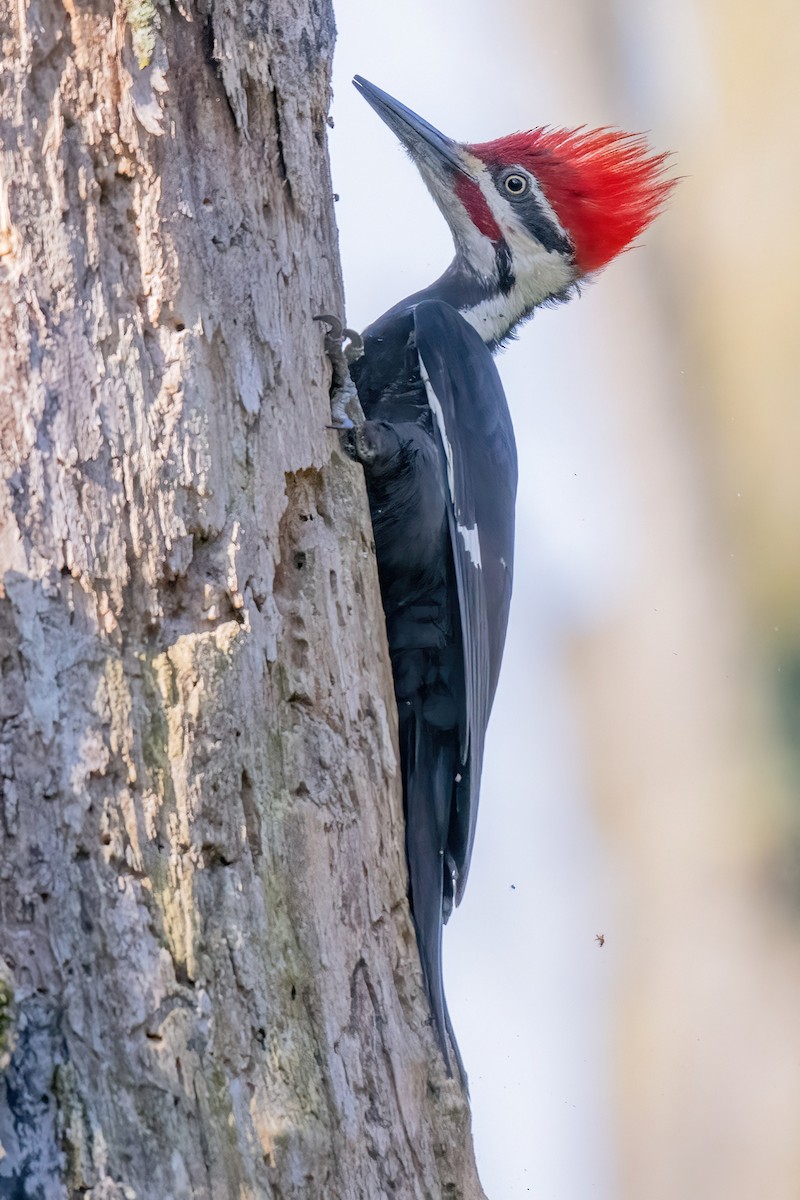 Pileated Woodpecker - ML619501523
