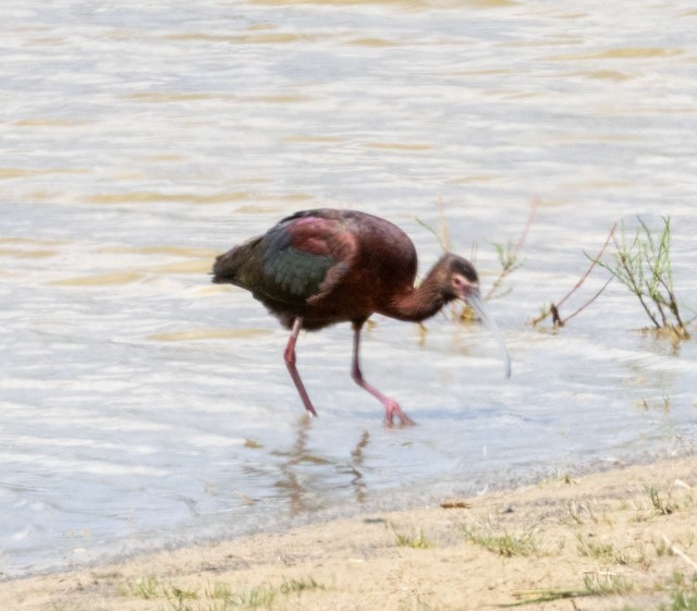 ibis americký - ML619501526
