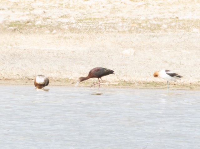 ibis americký - ML619501528