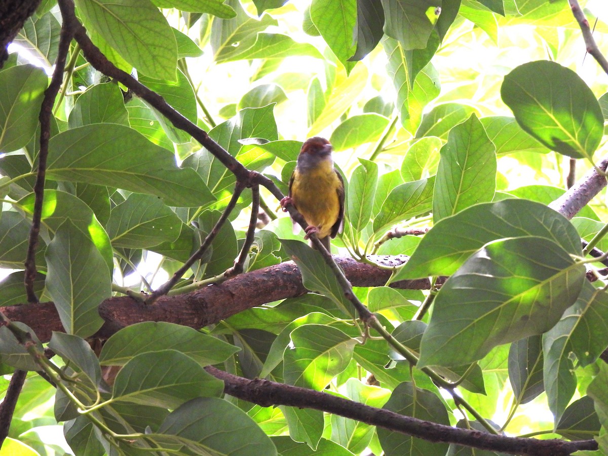 Краснобровый попугаевый виреон - ML619501531