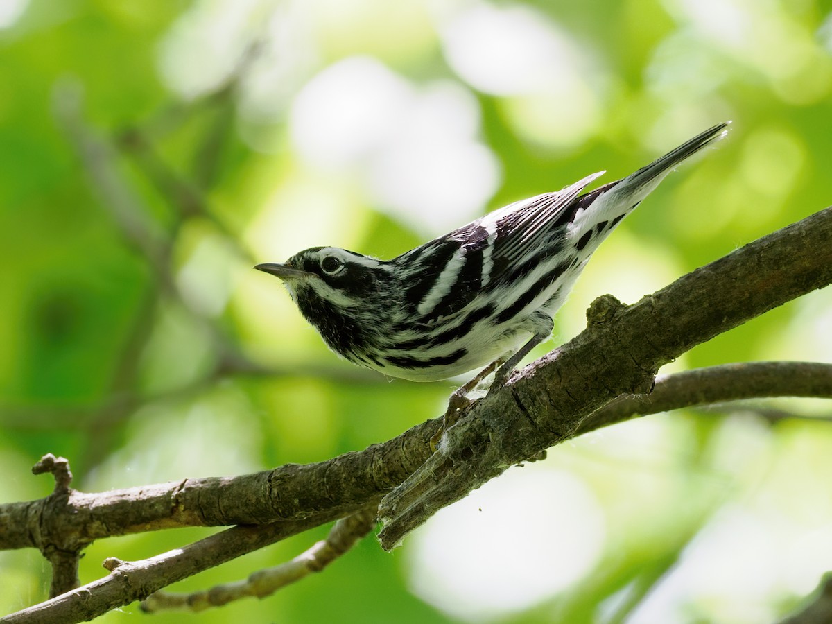Black-and-white Warbler - ML619501536