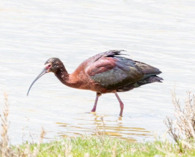 ibis americký - ML619501537