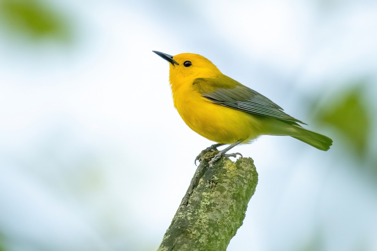 Prothonotary Warbler - ML619501568