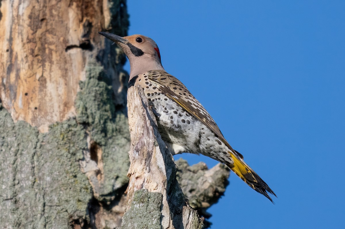 Northern Flicker (Yellow-shafted) - ML619501600