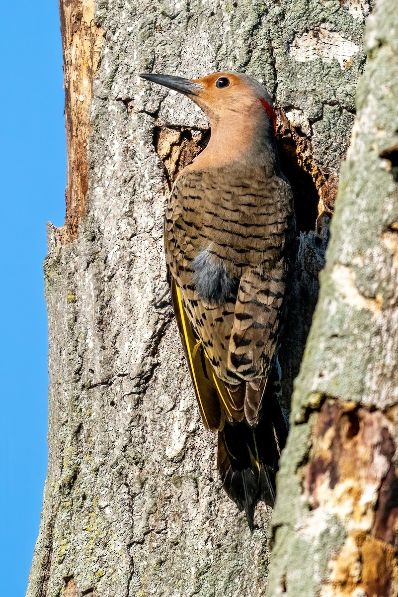 Northern Flicker (Yellow-shafted) - ML619501601
