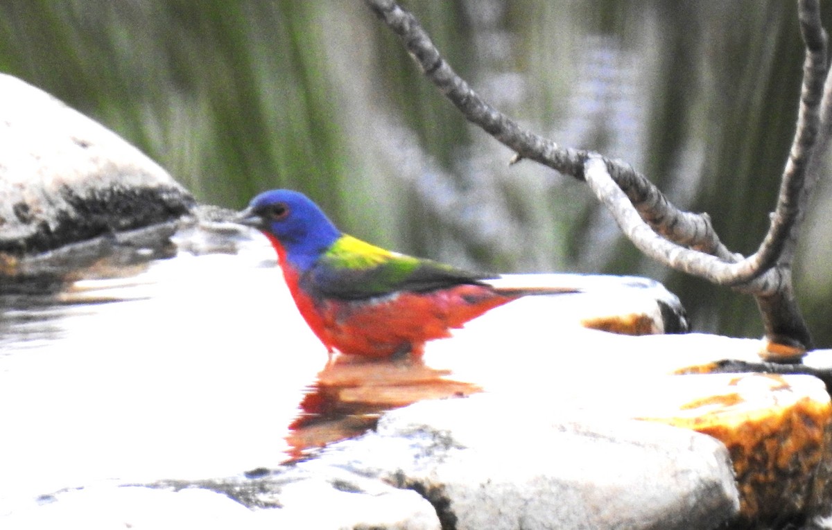 Painted Bunting - ML619501627