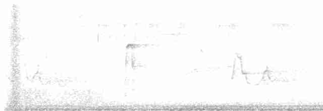 strakapoud americký - ML619501637