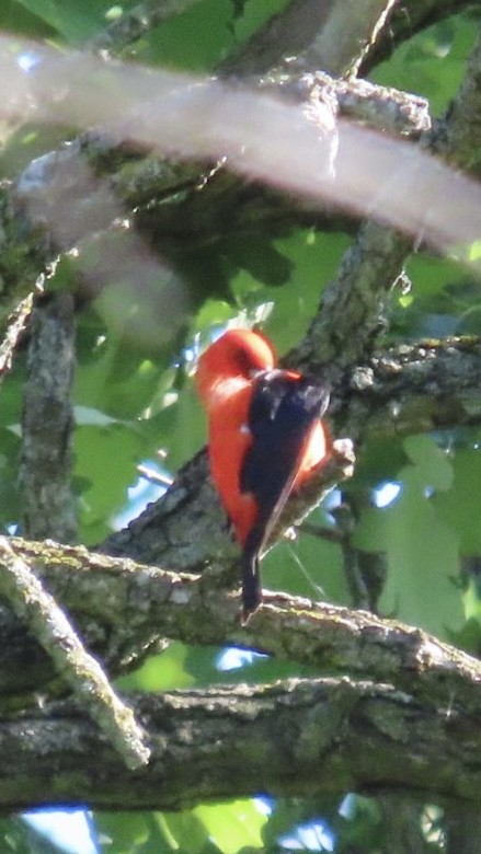 Scarlet Tanager - ML619501658