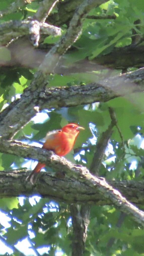 Scarlet Tanager - ML619501659