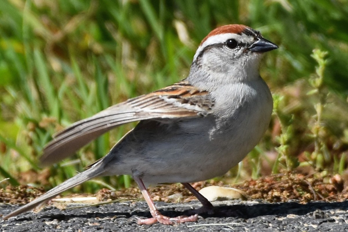 Chipping Sparrow - ML619501662
