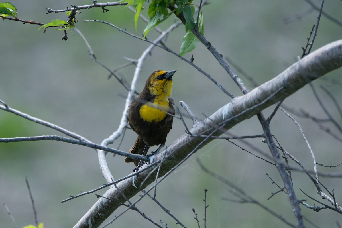 Yellow-headed Blackbird - ML619501677