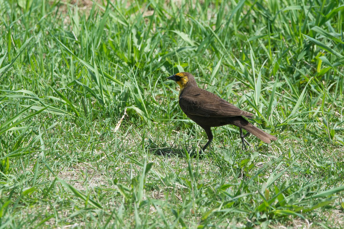 Yellow-headed Blackbird - ML619501679