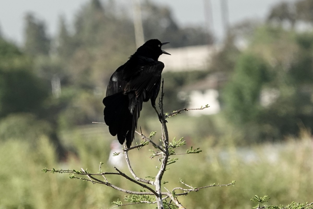 Great-tailed Grackle - ML619501697