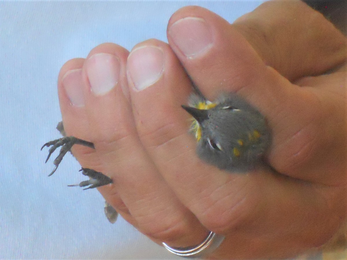 Yellow-rumped Warbler (Audubon's) - ML619501711