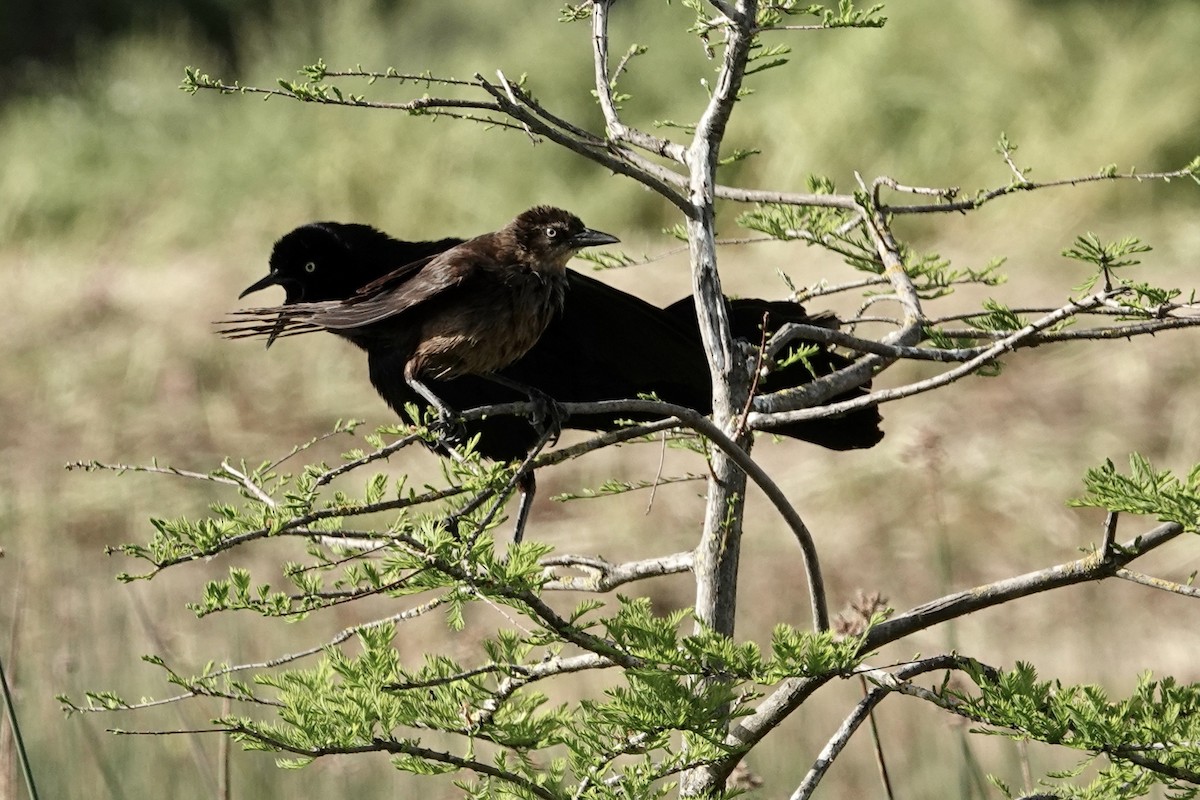 Great-tailed Grackle - ML619501723