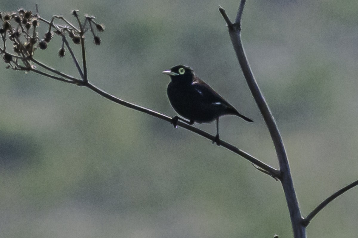 Spectacled Tyrant - ML619501756