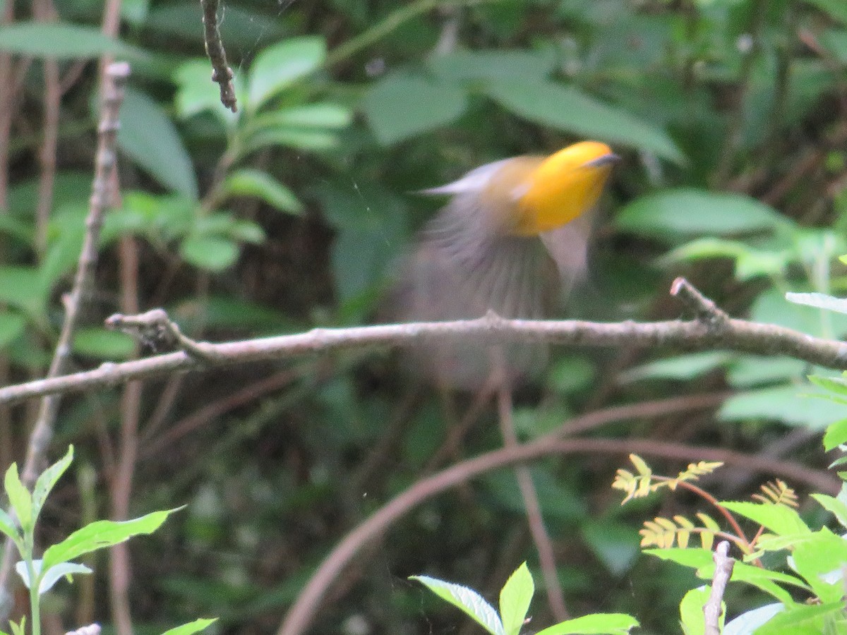 Prothonotary Warbler - ML619501760