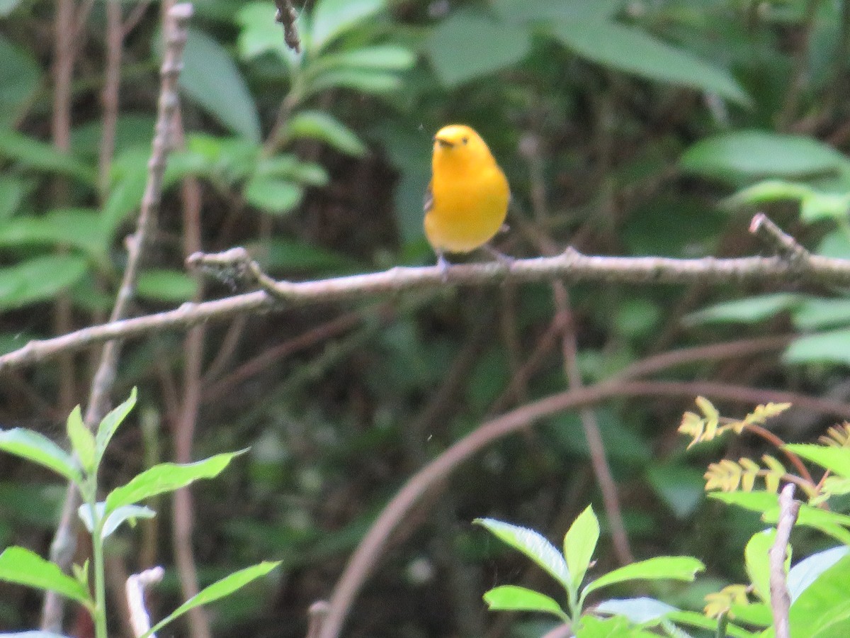 Prothonotary Warbler - ML619501761
