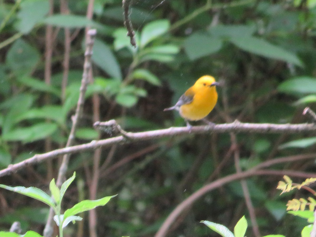 Prothonotary Warbler - ML619501763