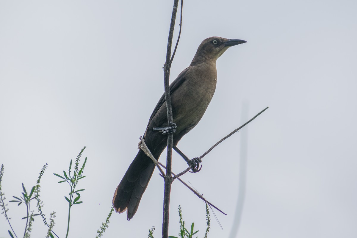 Great-tailed Grackle - ML619501770