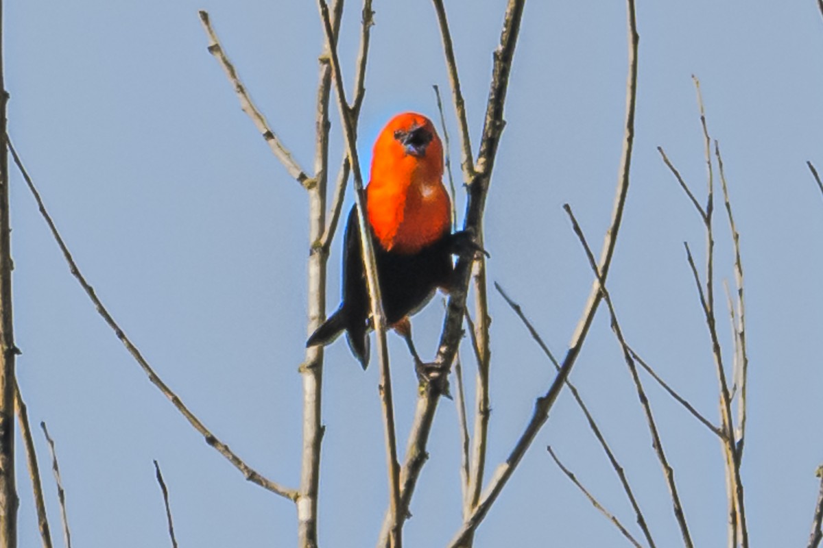 Scarlet-headed Blackbird - ML619501792