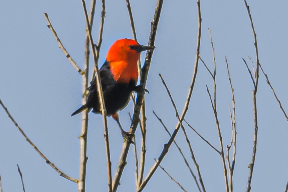 Scarlet-headed Blackbird - ML619501793