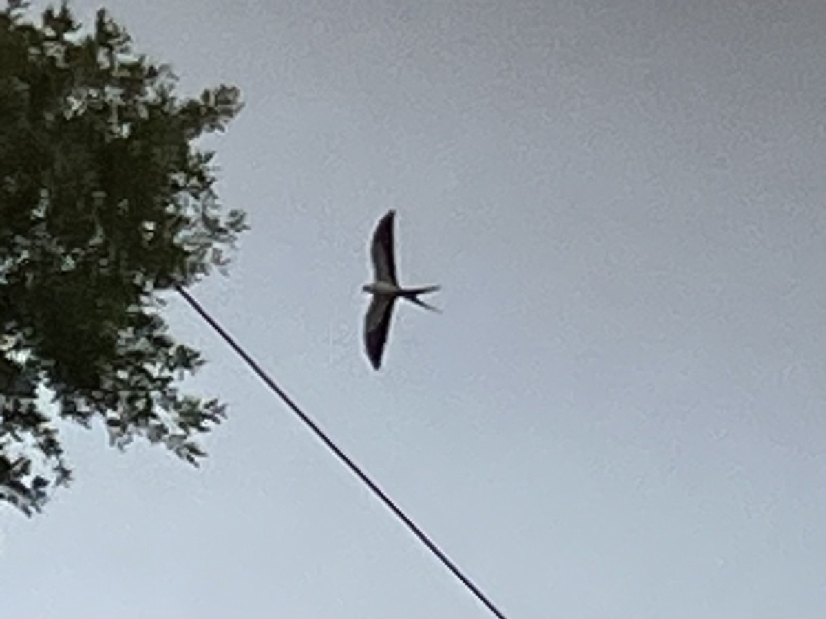 Swallow-tailed Kite - ML619501834