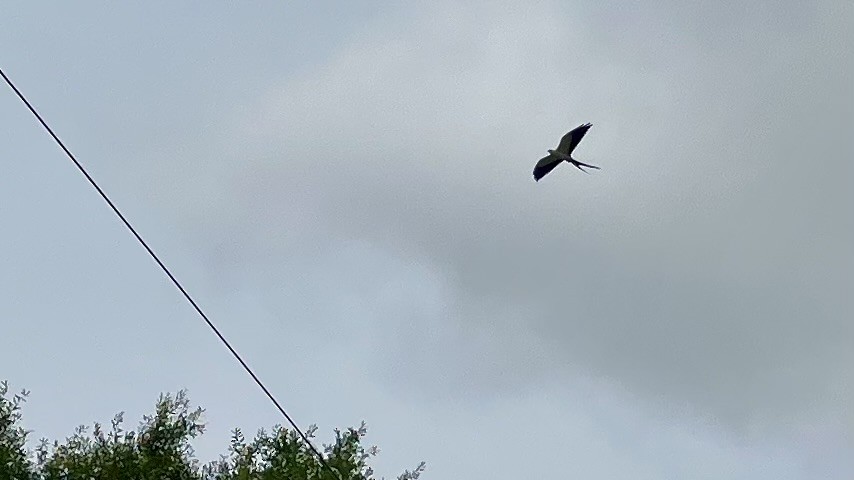 Swallow-tailed Kite - ML619501835
