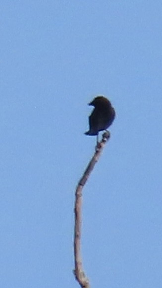 Brown-headed Cowbird - ML619501849