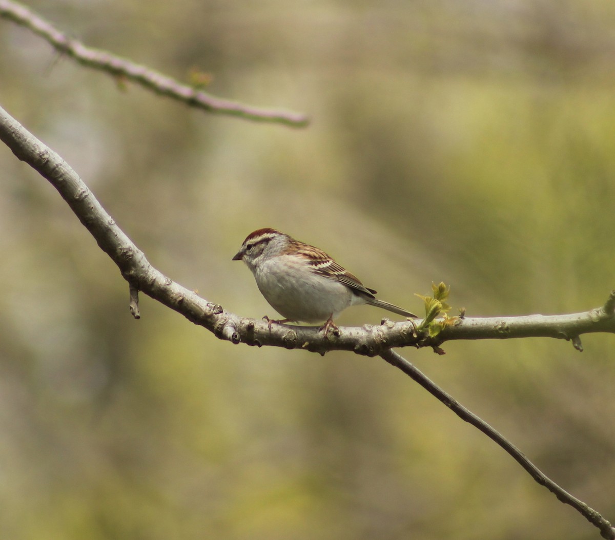 Chipping Sparrow - ML619501851
