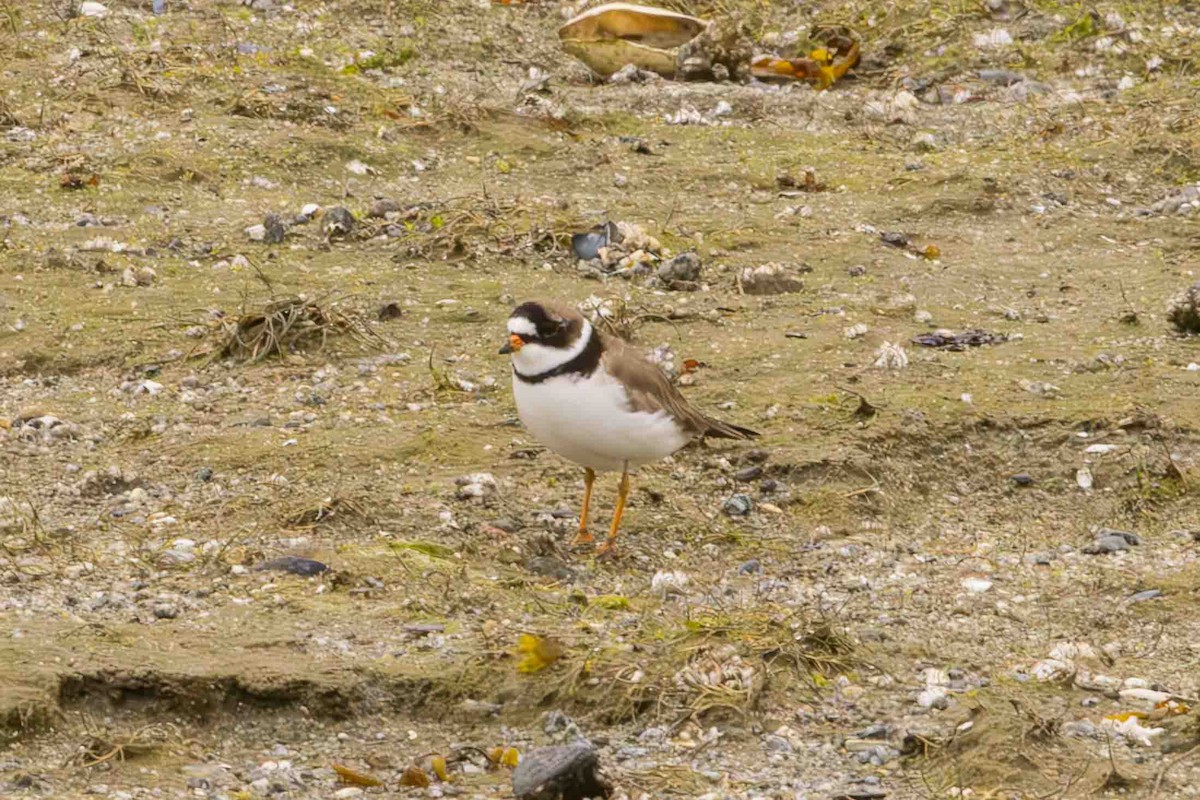 Semipalmated Plover - ML619501899