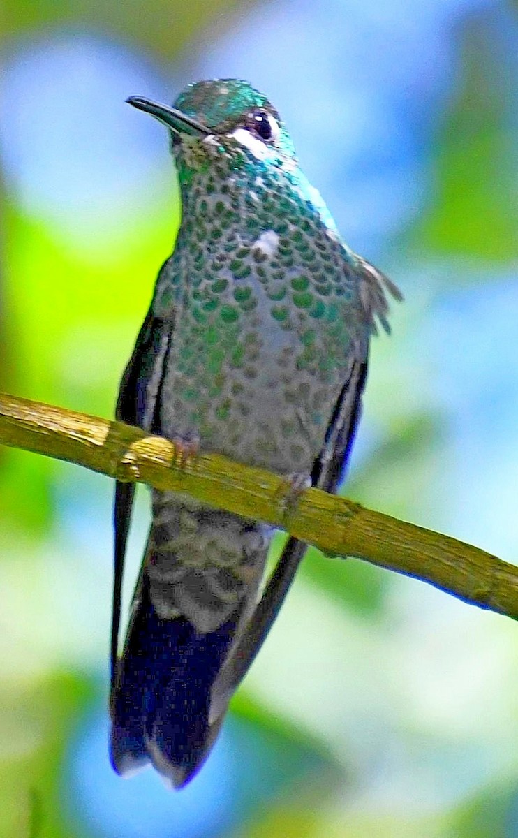 Green-crowned Brilliant - ML619501911