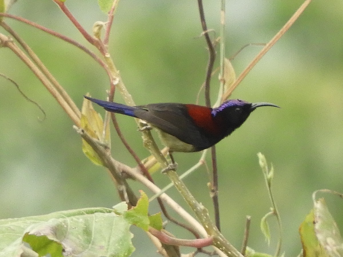 Black-throated Sunbird - ML619501952