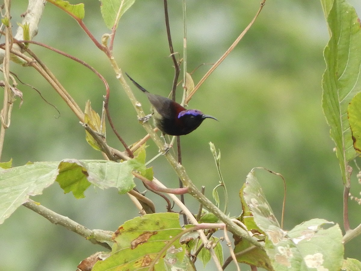Black-throated Sunbird - ML619501953