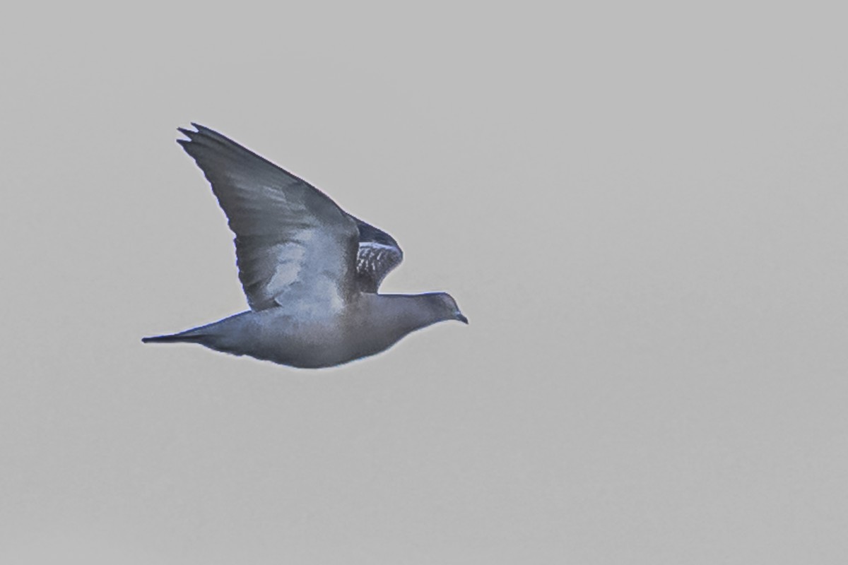 Spot-winged Pigeon - ML619501954