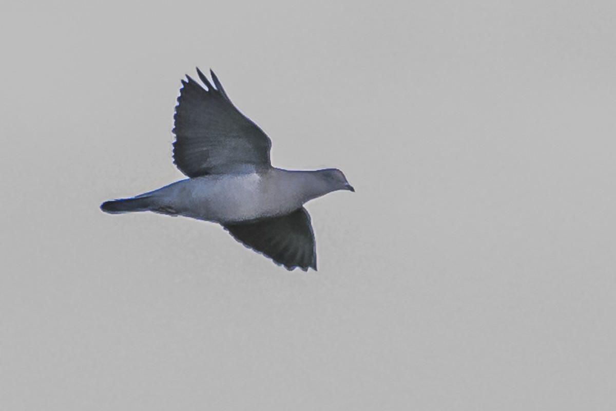 Spot-winged Pigeon - ML619501957