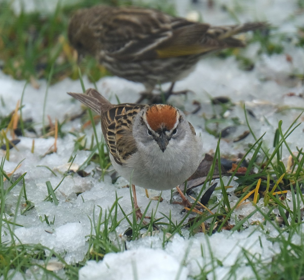 Chipping Sparrow - ML619501968