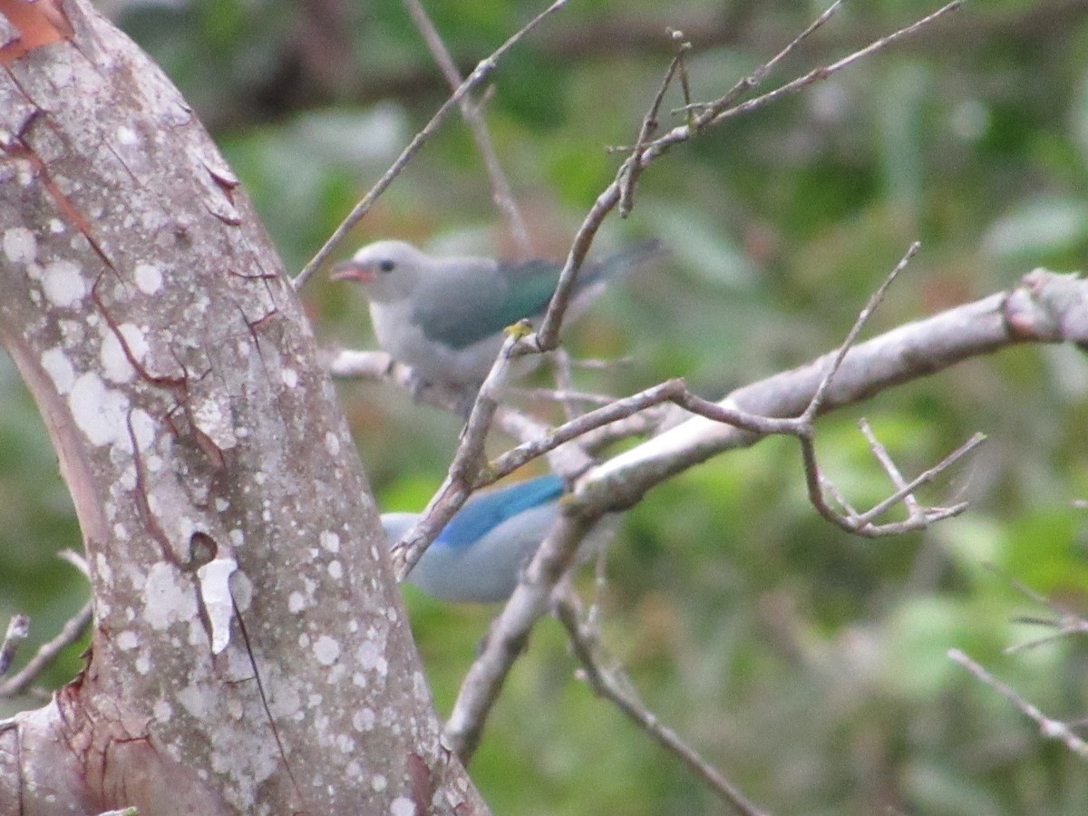 Blue-gray Tanager - ML619501977