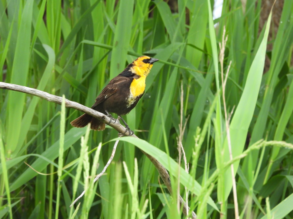 Yellow-headed Blackbird - ML619502009