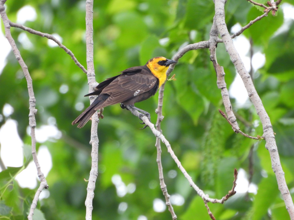 Yellow-headed Blackbird - ML619502012