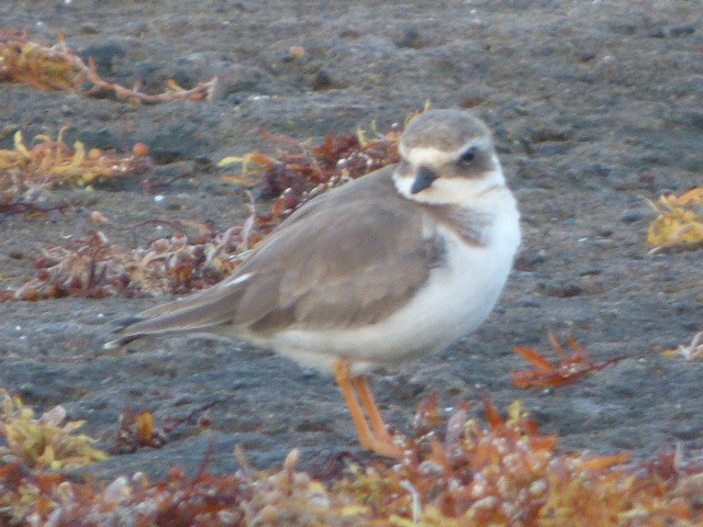 Common Ringed Plover - ML619502013