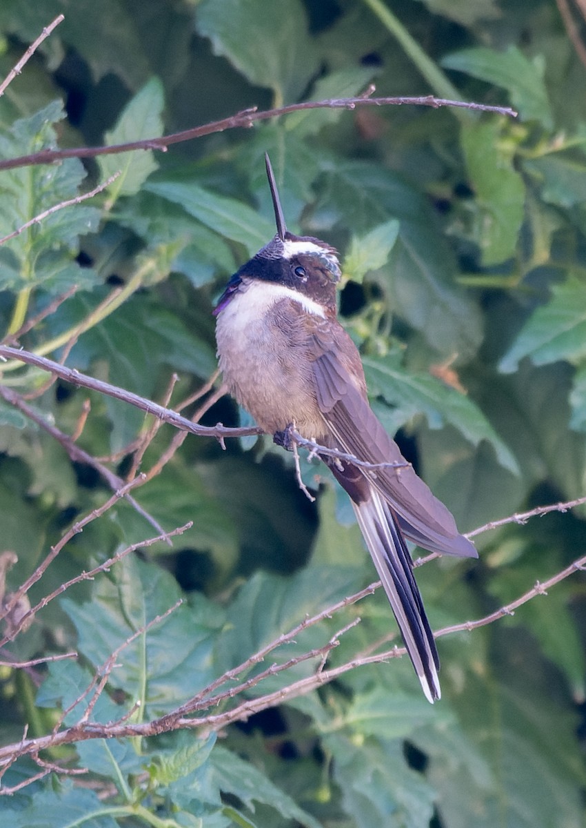 kolibřík výšinový (ssp. albolimbata) - ML619502040