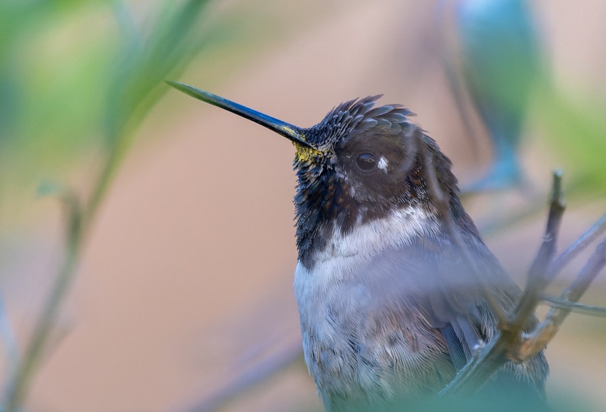 kolibřík výšinový (ssp. albolimbata) - ML619502041