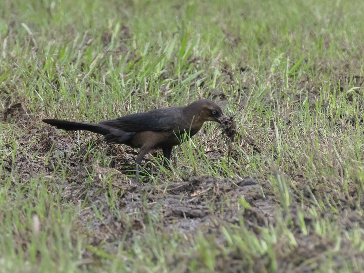 Great-tailed Grackle - ML619502054